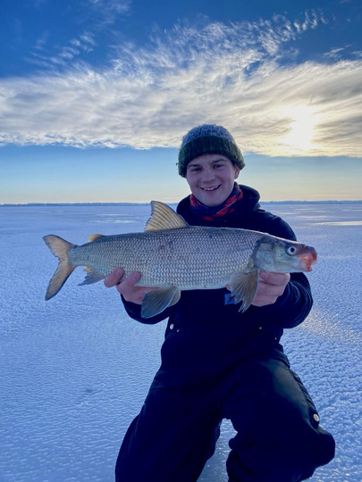 Lake Whitefish