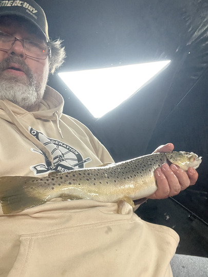 Brown Trout
