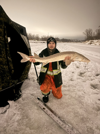 Lake Sturgeon