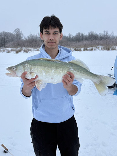 Walleye