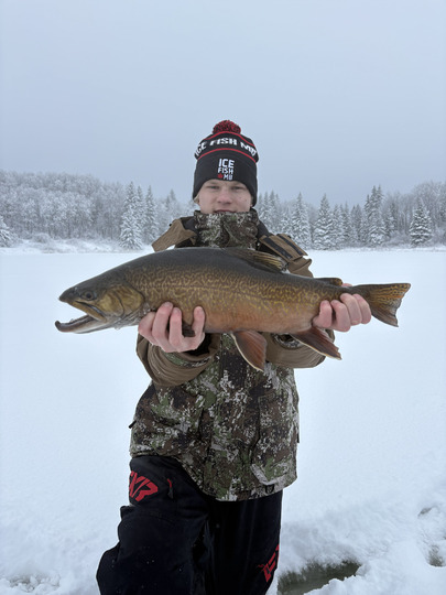 Tiger Trout