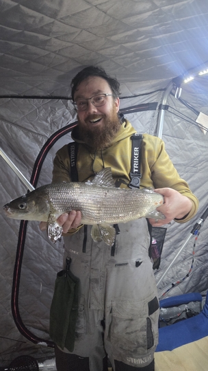 Lake Whitefish