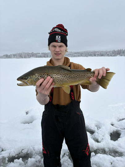 Brown Trout