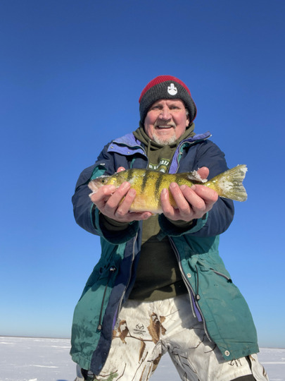 Yellow Perch