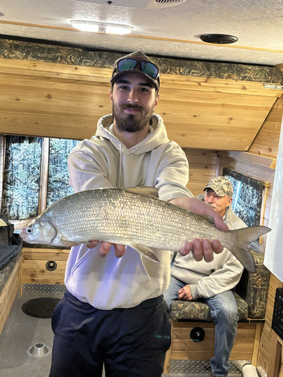 Lake Whitefish