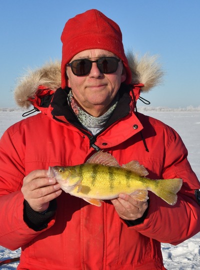 Yellow Perch