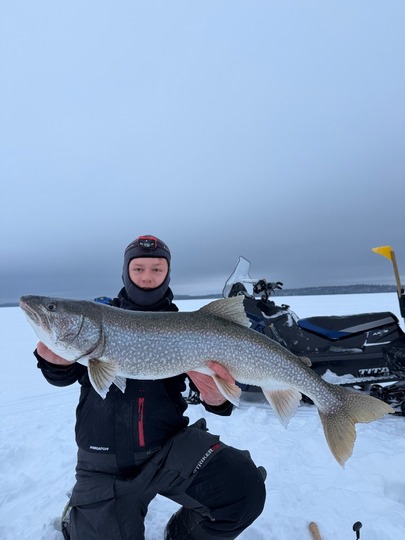 Lake Trout