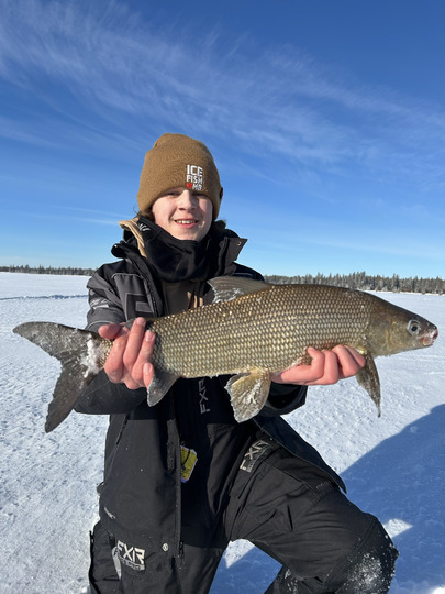 Lake Whitefish
