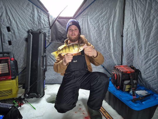Yellow Perch