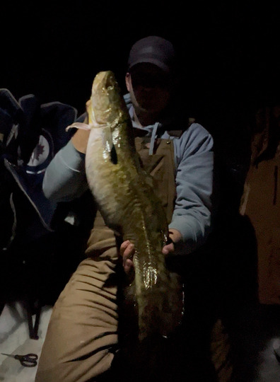 Burbot
