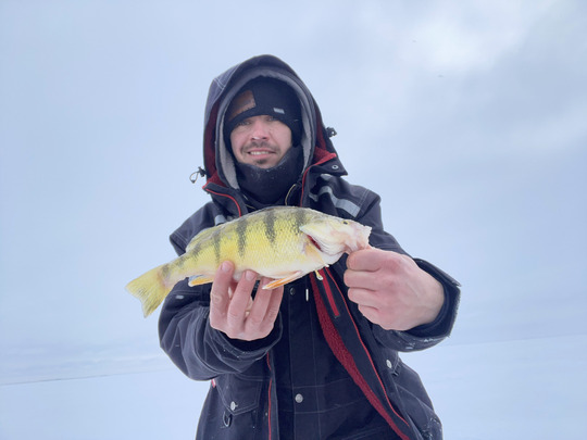 Yellow Perch