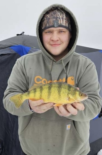 Yellow Perch