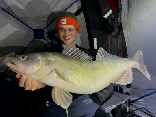 Walleye