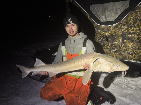 Lake Sturgeon