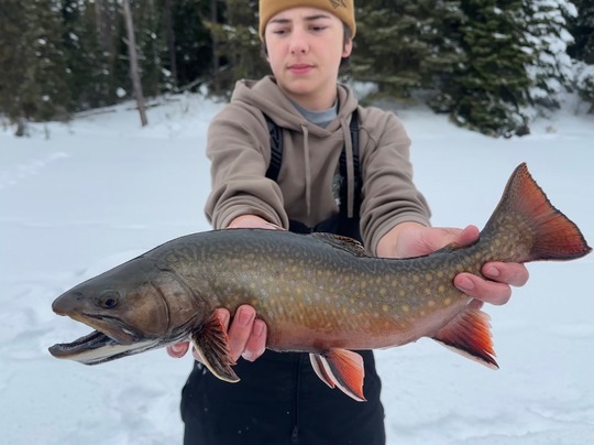 Brook Trout