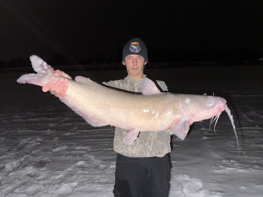 Channel Catfish