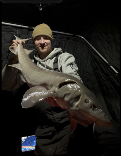Lake Sturgeon