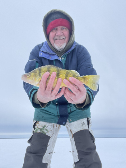 Yellow Perch