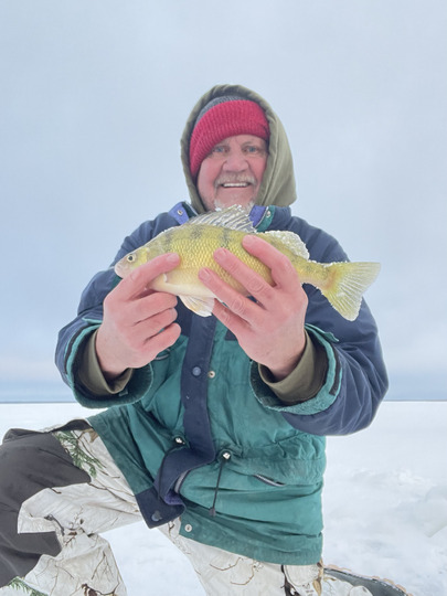 Yellow Perch
