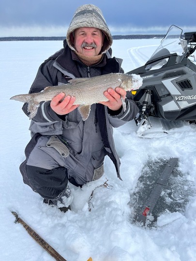Lake Whitefish