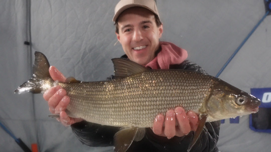 Lake Whitefish