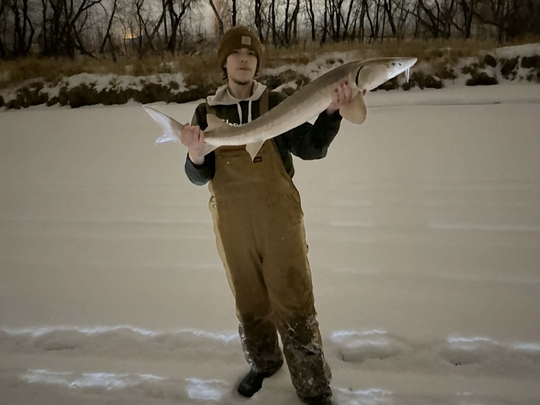 Lake Sturgeon