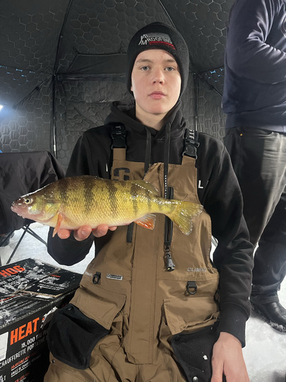 Yellow Perch