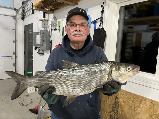 Lake Whitefish
