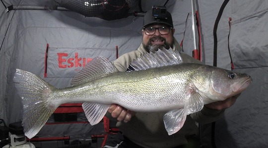 Walleye