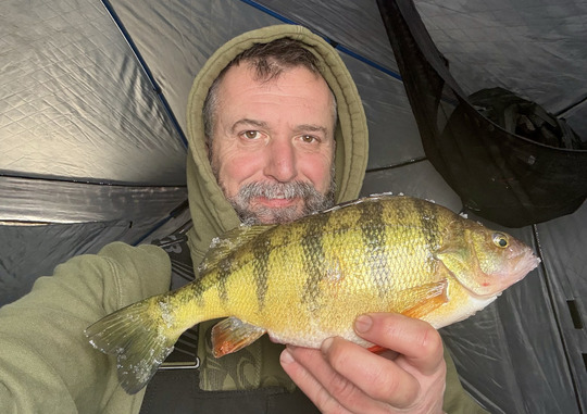 Yellow Perch