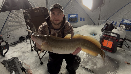 Burbot