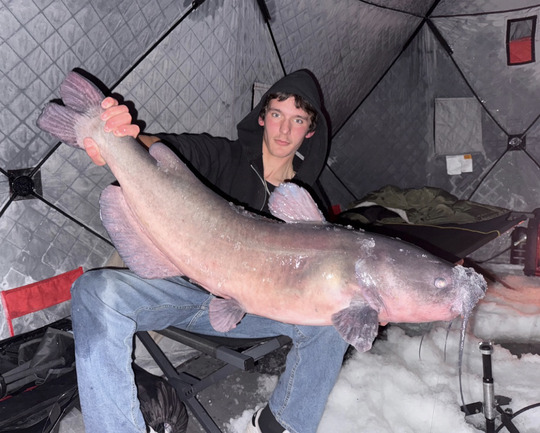 Channel Catfish