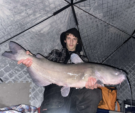 Channel Catfish