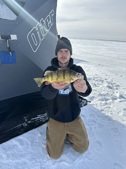 Yellow Perch
