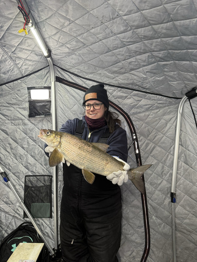 Lake Whitefish