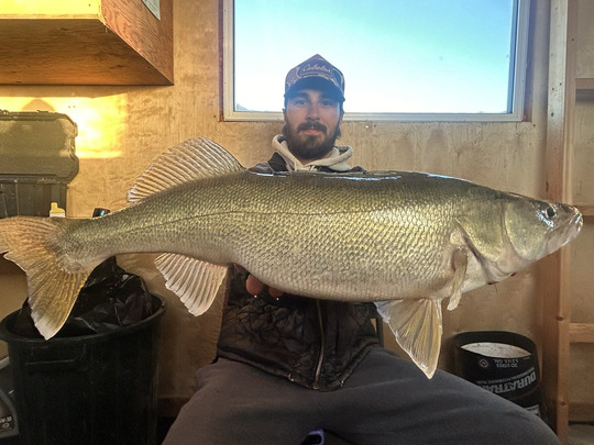 Walleye