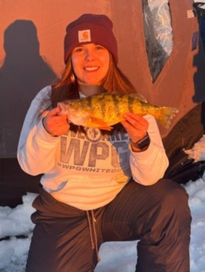 Yellow Perch