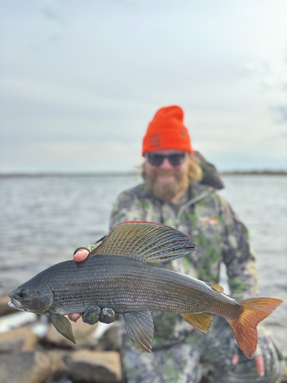 Arctic Grayling