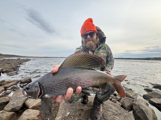 Arctic Grayling