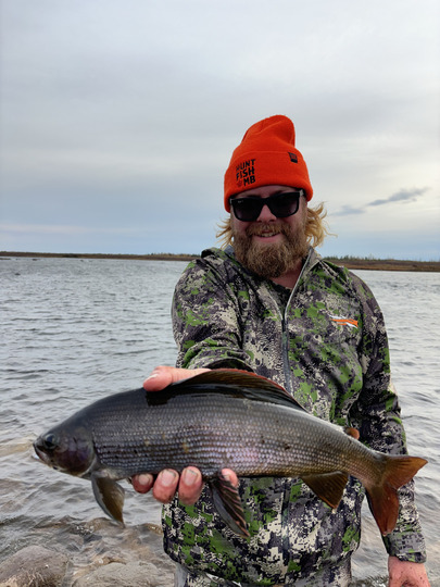 Arctic Grayling