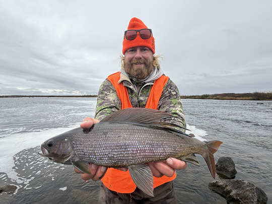 Arctic Grayling