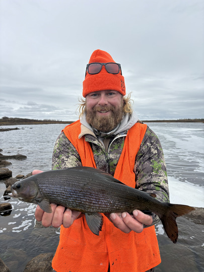 Arctic Grayling