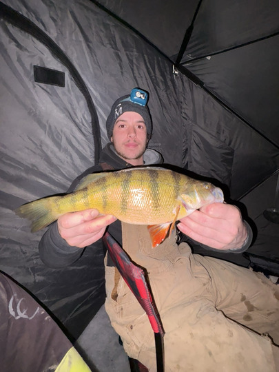 Yellow Perch
