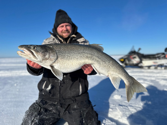 Lake Trout