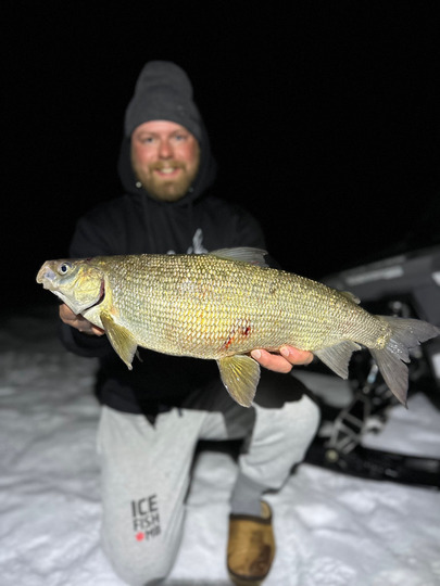 Lake Whitefish