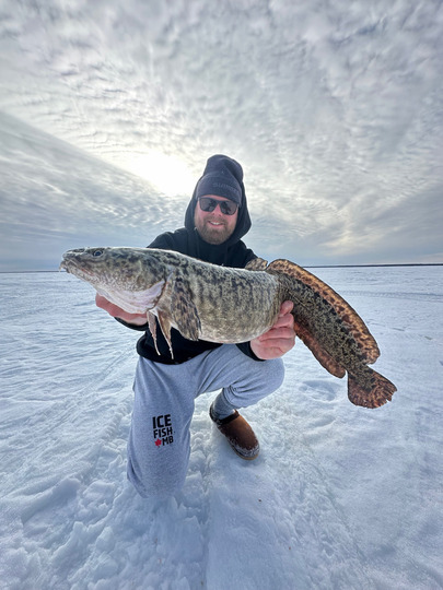 Burbot