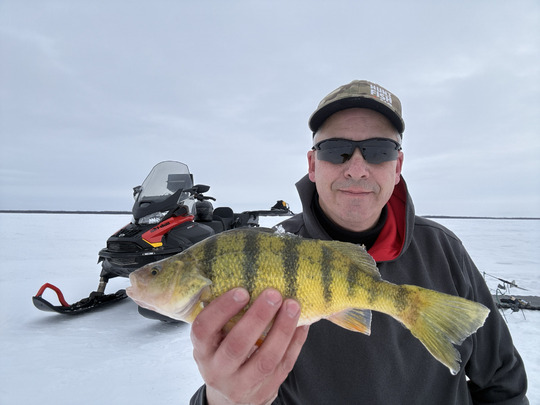 Yellow Perch