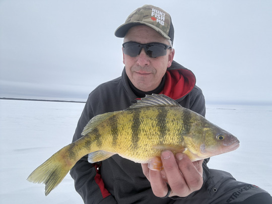 Yellow Perch