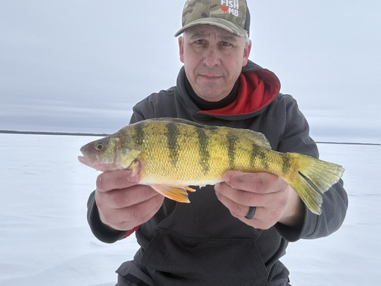 Yellow Perch