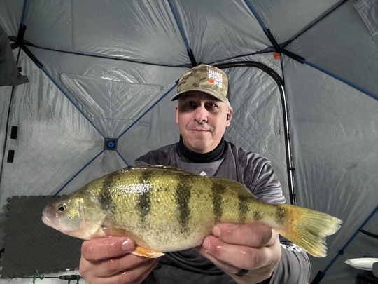 Yellow Perch